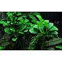 Tropica Anubias Barteri Nana "Petite"in vasetto