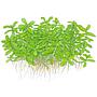 Tropica Bacopa Compact in vasetto