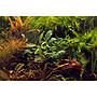 Tropica Anubias barteri var. nana ’Kirin’