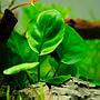 Tropica Pianta Anubias ’Coin Leaf’ green in vasetto