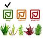 Tropica 1•2•Grow! Pianta Eleocharis acicularis in Vitro Cup