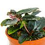 Tropica Pianta Bucephalandra sordidula "Blue" in vasetto