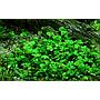 Tropica 1•2•Grow! Marsilea Hirsuta