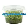 Aqua Fleur Easy Grow Glossostigma Elantinoides
