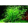 Tropica 1•2•Grow! Echinodorus tenellum 'Green'
