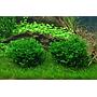 Tropica 1•2•Grow! Monosolenium Tenerum