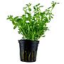 Tropica Pianta Bacopa Compact in vasetto
