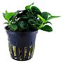 Tropica Pianta Anubias Barteri Nana "Petite"in vasetto