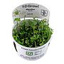 Tropica 1•2•Grow! Pianta Marsilea Hirsuta in Vitro Cup
