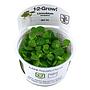 Tropica 1•2•Grow! Pianta Limnobium Leavigatum galleggiante in Vitro Cup