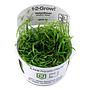Tropica 1•2•Grow! Pianta Helanthium tenellum 'Green' in Vitro Cup