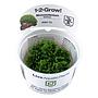 Tropica 1•2•Grow! Pianta Monosolenium Tenerum in Vitro Cup