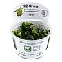 Tropica 1•2•Grow! Pianta Bucephalandra pygmaea 'Bukit Kalem' in Vitro Cup