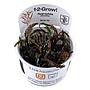 Tropica 1•2•Grow! Pianta Hygrophila pinnatifida in Vitro Cup