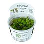 Tropica 1•2•Grow! Pianta Phyllanthus fluitans in Vitro Cup