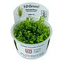 Tropica 1•2•Grow! Pianta Micranthemum  Glomeratum  in Vitro Cup