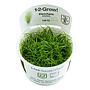 Tropica 1•2•Grow! Pianta Eleocharis acicularis in Vitro Cup