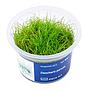 Aqua Art Eleocharis parvula in Vitro Cup