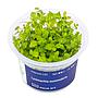 Aqua Art Lysimachia nummularia in Vitro Cup