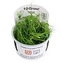 Tropica 1•2•Grow! Pianta Juncus repens in Vitro Cup