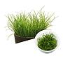 Ada Bio Mizukusa No Mori Lilaeopsis brasiliensis in Vitro Cup (7,5Ø-4H)