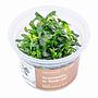 Aqua Art Bucephalandra sp. "Needle Leaf" in Cup Vitro