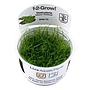 Tropica 1•2•Grow! Pianta Vesicularia montagnei "Christmas" in Vitro Cup