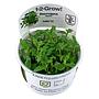 Tropica 1•2•Grow! Pianta Staurogyne Repens in Vitro Cup