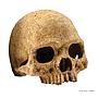 Exoterra Primate Skull nascondiglio sicuro per rettili
