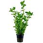 Tropica Pianta Bacopa Caroliniana in vasetto